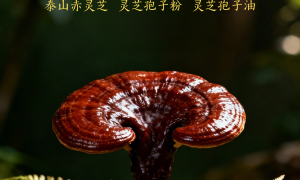 灵芝孢子粉从原料种植到成品加工的全产业链能力解析